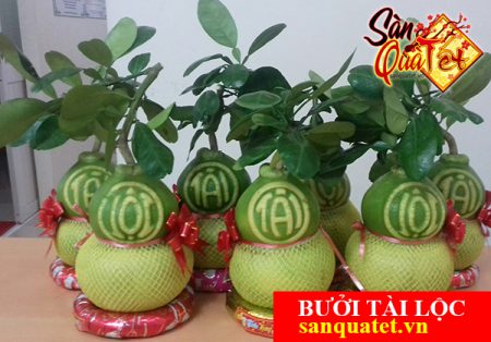 buoi-ho-lo-tai-loc-gia-si9